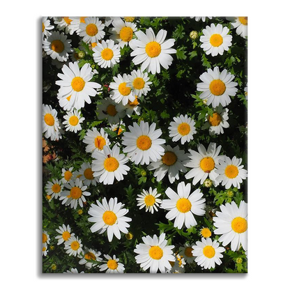 Daisy-ryhmä luonto seinämaalaus - Maalaa numeroilla
